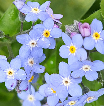  Pretty flowers for early spring. 