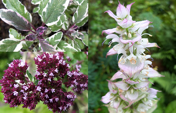  The big whorly flower is Clary Sage. 