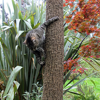  Climbing a Cordyline trunk. 