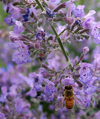  A little honey bee. 