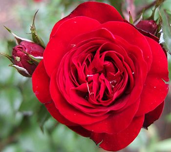  With patio-rose-sized blooms. 