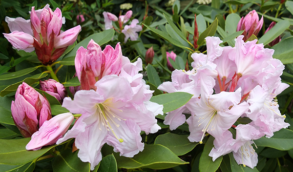  Late flowering, name unknown, in the Island Bed. 