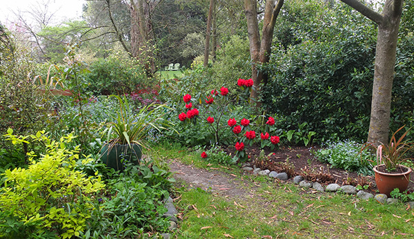  A rescued Rhododendron. 