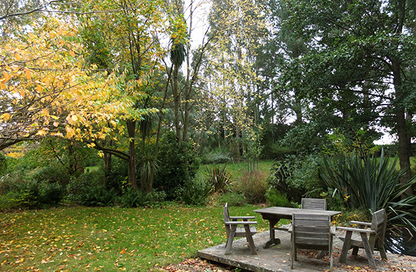  The flowering cherry is dropping leaves now. 