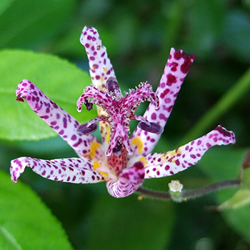  An amazing late autumn perennial. 