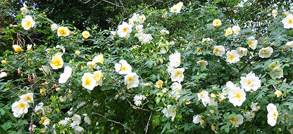  A beautiful big shrub. 