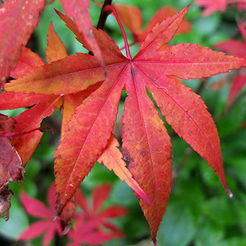  One of my maples which is brilliantly coloured. 