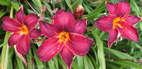  In the pergola garden. 