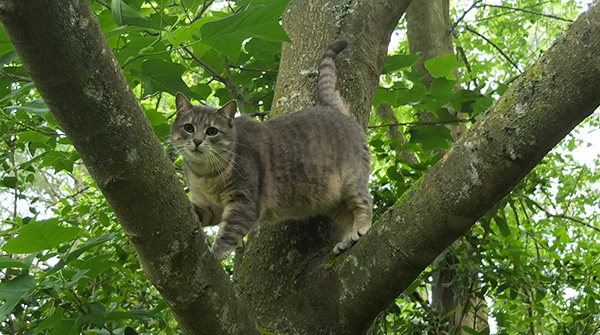  Her favourite tree. 