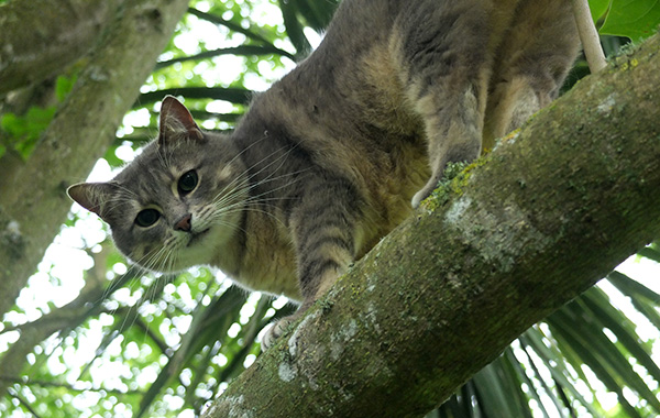  My grey cottage cat. 