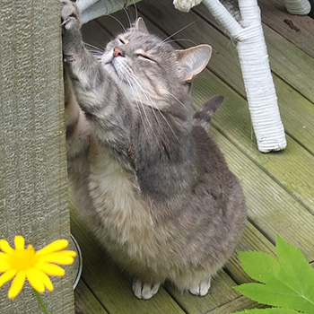  Sharpening her claws. 