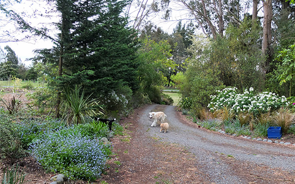  First we go down the driveway... Rusty, Fluff-Fluff, and WInnie the puppy. 