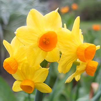  Yellow fellows. 