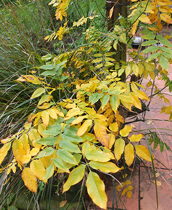  Regrowing on the house patio. 