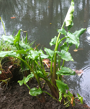  By the pond. 