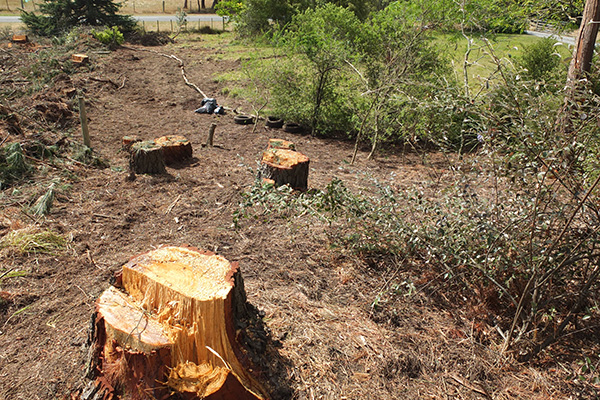  My tree stumps are staying. 