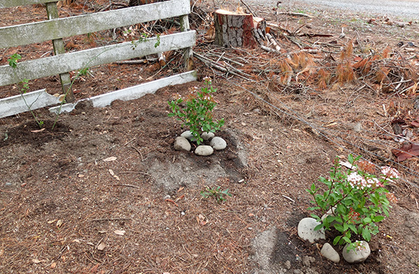  Viburnums and a scrambling rose. 