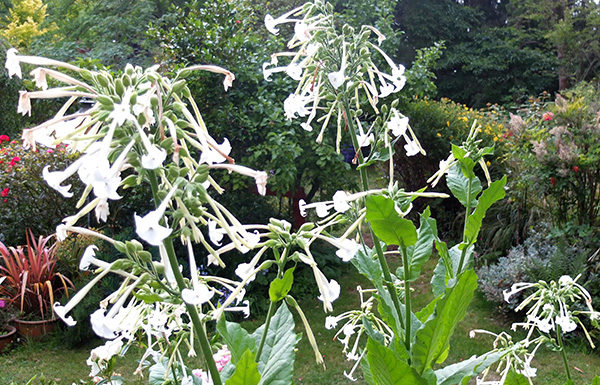  Ornamental tobacco. 