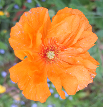  Self sown, in the Shrubbery. 