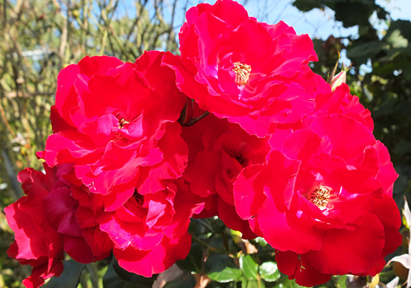  A beautiful red climbing rose. 