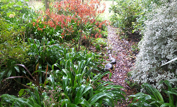  The short green leaves are Renga Renga - rock lilies. 