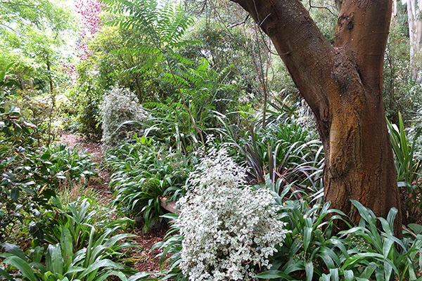  One of the four surviving Wattle trees in on the right. 