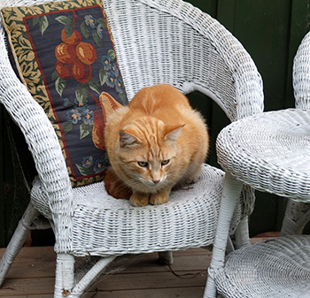  Relaxing on a white cane chair. 