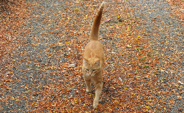  On the autumn leaves. 