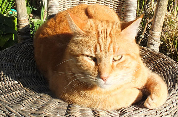  Lounging in the sunshine. 