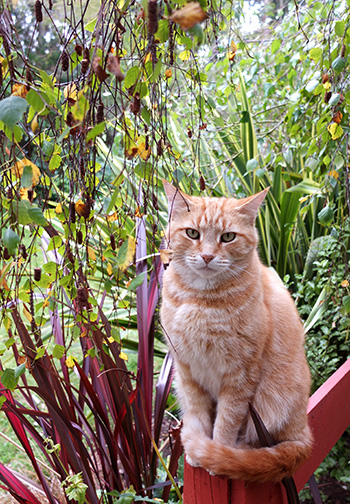  Today he has been on cat-company duty! 