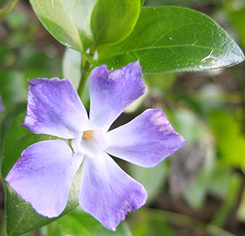  Periwinkle grows in the Shrubbery. 