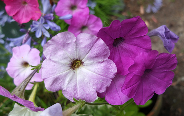  I have pots and pots of these, all grown from a two dollar pack of seeds. 