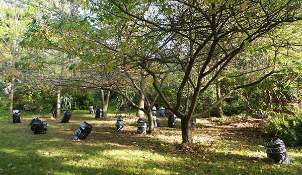  All raked up to make leaf mould. 