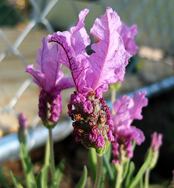  A really pretty pinky-purple colour. 