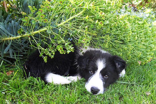  Winnie loves being outdoors in the garden. 