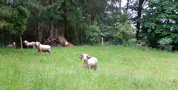  In the ram paddock. And, technically, only two intact rams. 