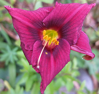  I love this colour for daylilies. 