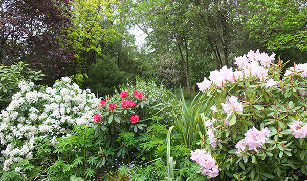  Choisya and late flowering Rhododendrons. 