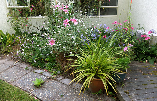  Lilies, Lycnhis, Agapanthus and Lavatera. 