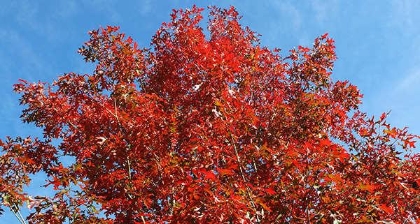  Such a brilliant red colour. 