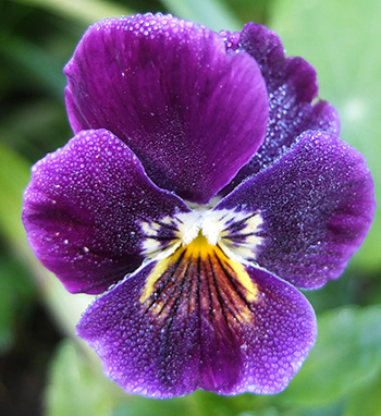  Always a blue pansy flowering somewhere in the garden... 