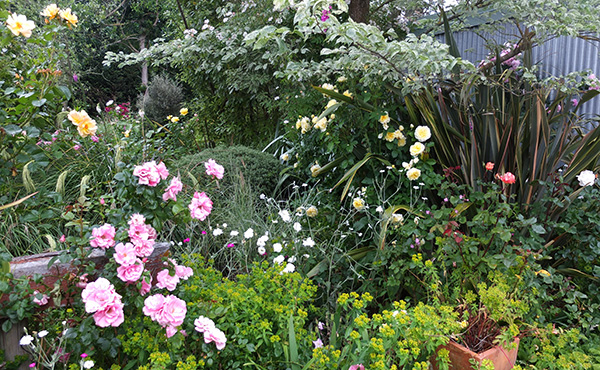  The pink rose is Bantry Bay 