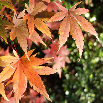  Beautifully variegated in summer. 