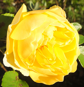  A sunny unknown yellow rose. 