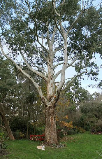  This is the big gum in the house lawn. 