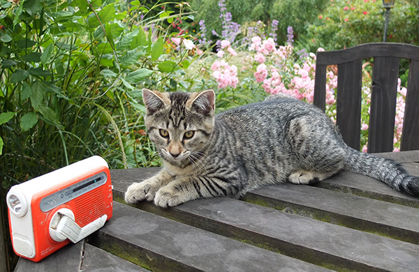  Kitten listening to the cricket? 