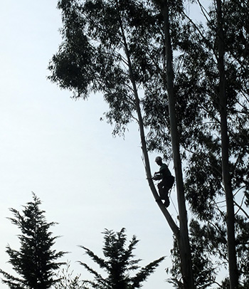  Felling the gum trees. 