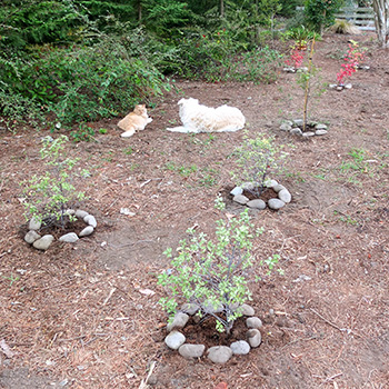  Pittosporums and Viburnums. 