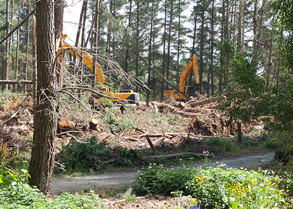  They cut and then grab the fallen trees. 