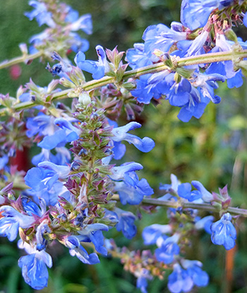  Bright mid-blue flowers. 